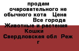 продам очаровательного не обычного кота › Цена ­ 7 000 000 - Все города Животные и растения » Кошки   . Свердловская обл.,Реж г.